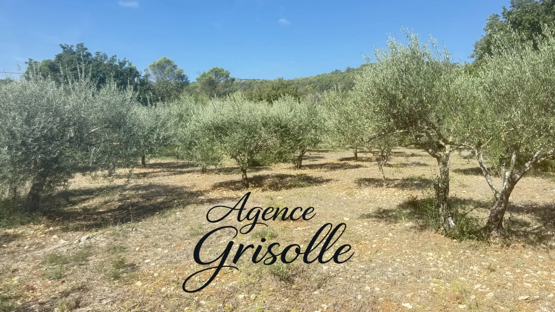 terrain plat de 3 600 m² avec oliviers - à vendre à besse-sur-issole - emprise au sol 20% · 540 000 €
