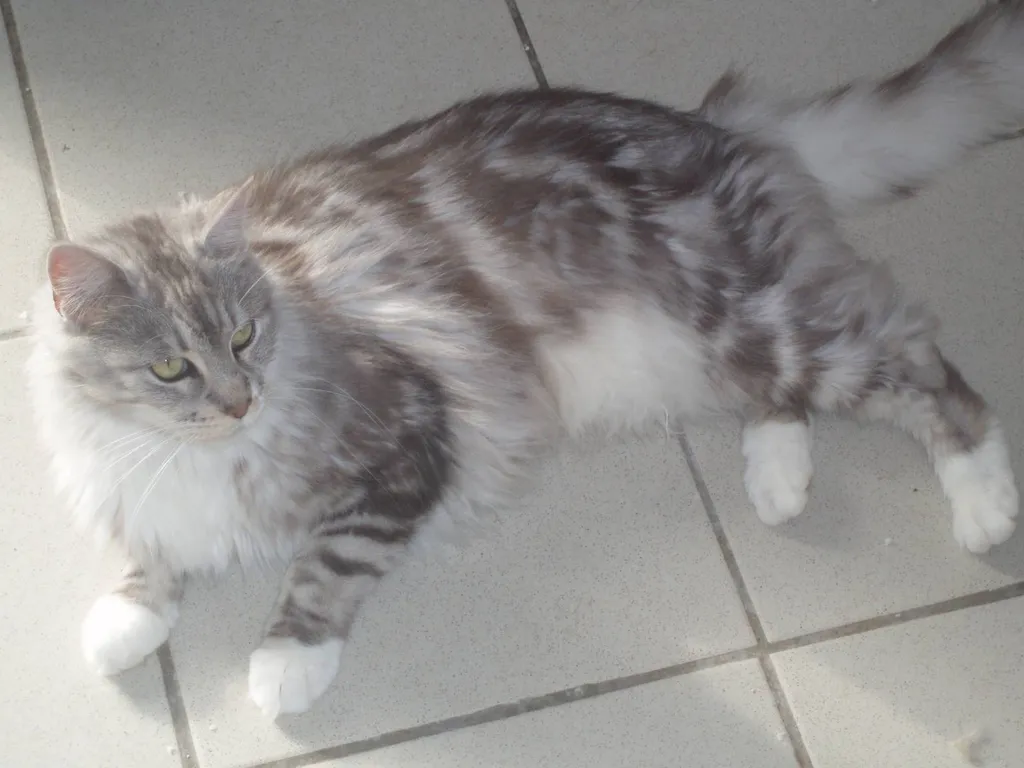CHATONS MAÏNE COON LOOF VAUCLUSE