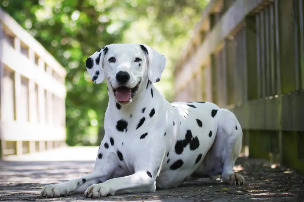 Perdita dalmatienne Du domaine des animaux