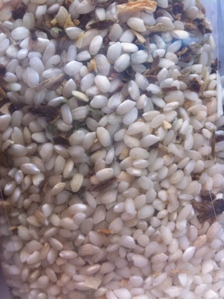 Risotti al funghi porcini ( risotto aux cèpes)