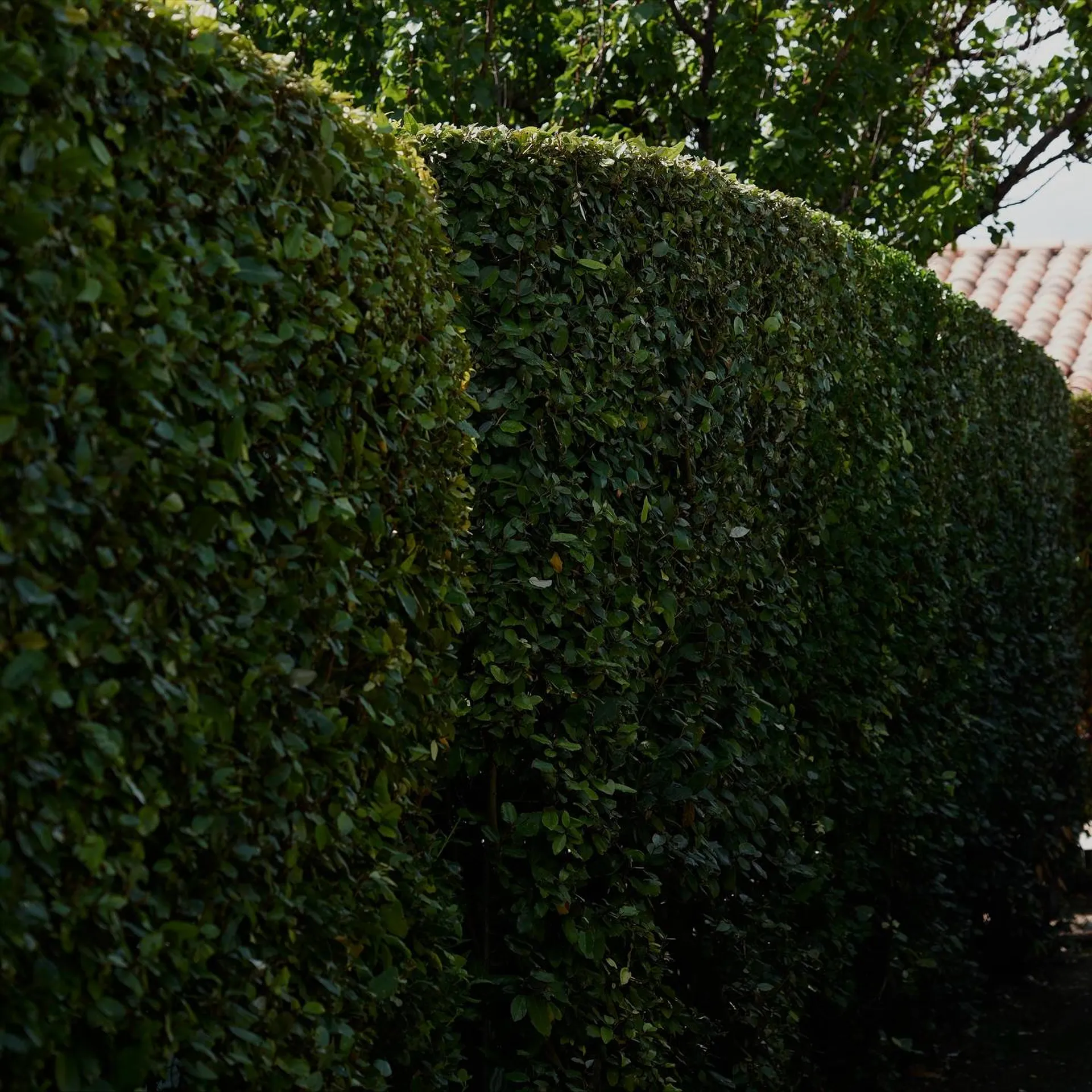 Résultat final après taille de haie à Saint-Rémy-de-Provence (13210), jardin résidentiel