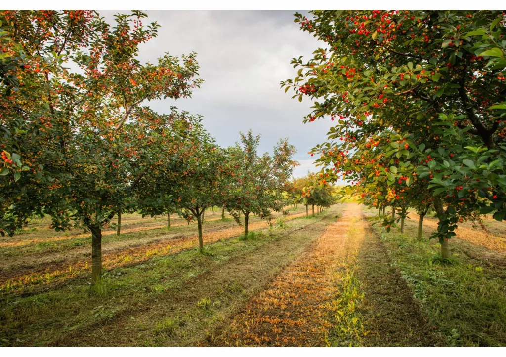 Élagage de cerisier dans le Vaucluse