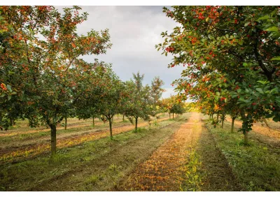 Élagage de cerisier dans le Vaucluse