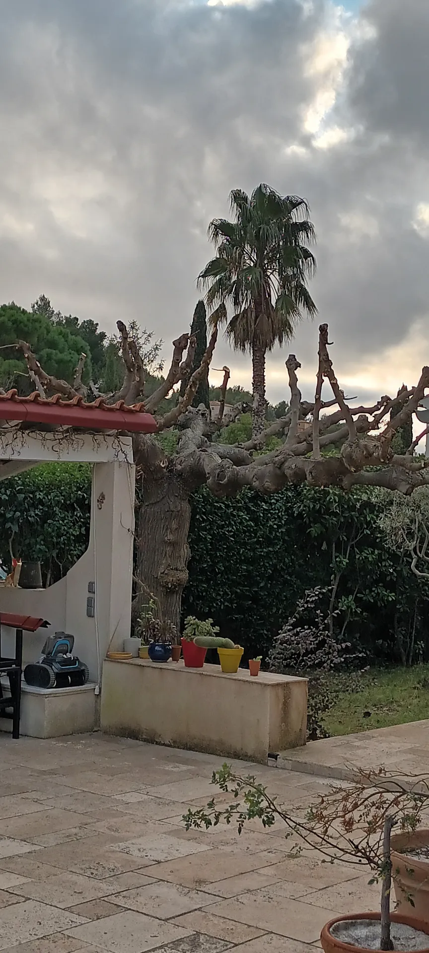 Taille d'un jardin à vaufreges 9ème à Marseille. 