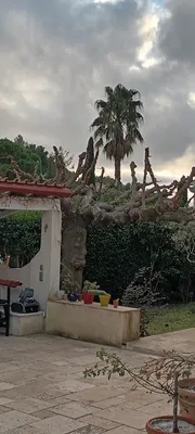 Taille d'un jardin à vaufreges 9ème à Marseille. 