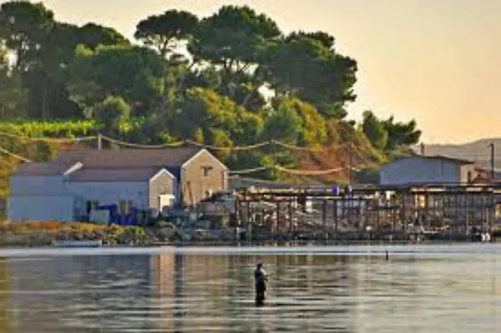 l'Etang de Thau proche du camping Le Mas de la Plage à Vias-Plage