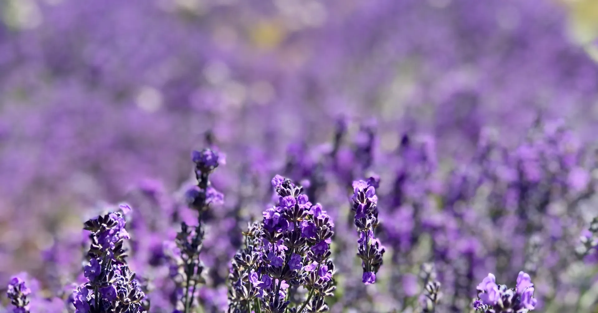 Gros plan sur les fleurs de lavande fine des champs du Château du Bois sur les Monts de Vaucluse