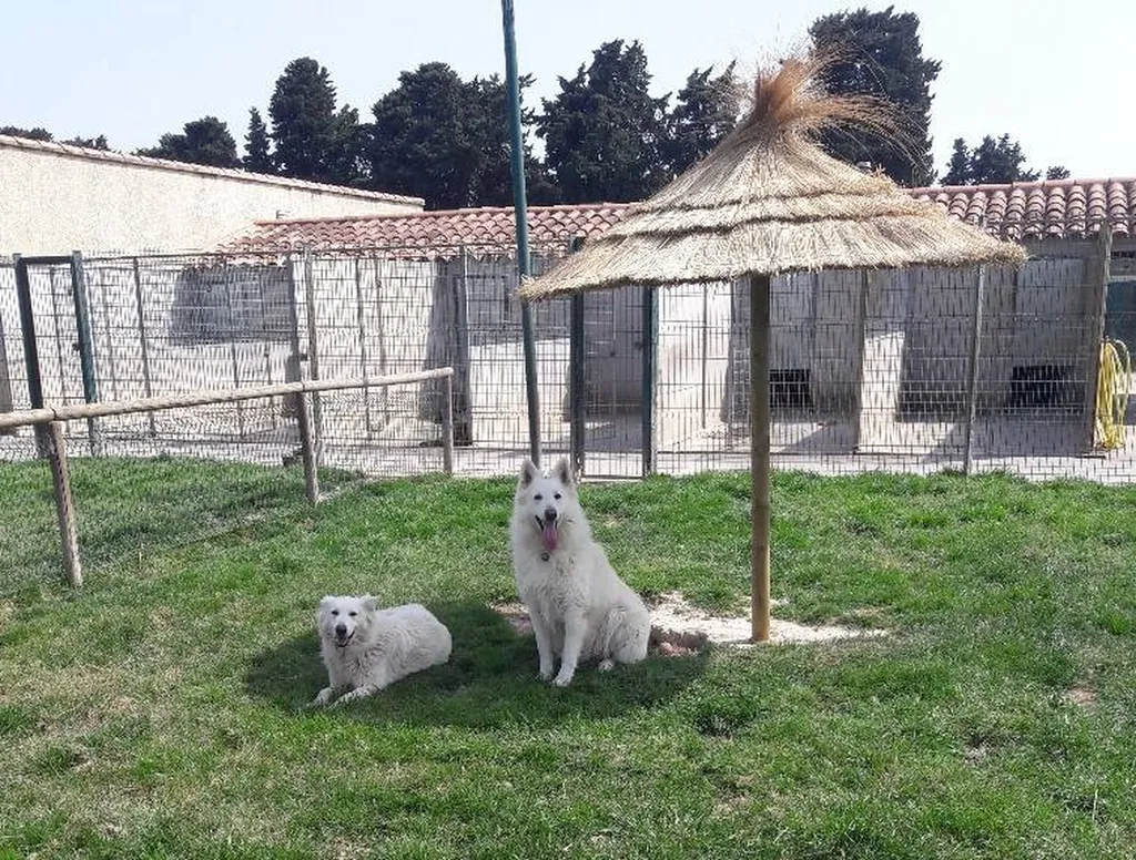 BERGER BLANC SUISSE ELEVAGE DU PALAIS DES PAPES