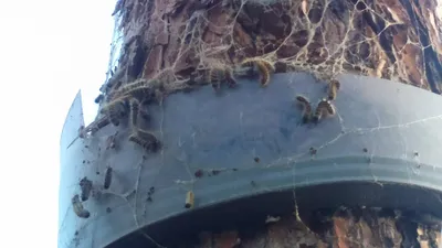 Comment se débarrasser des chenilles processionnaires à Marseille ?