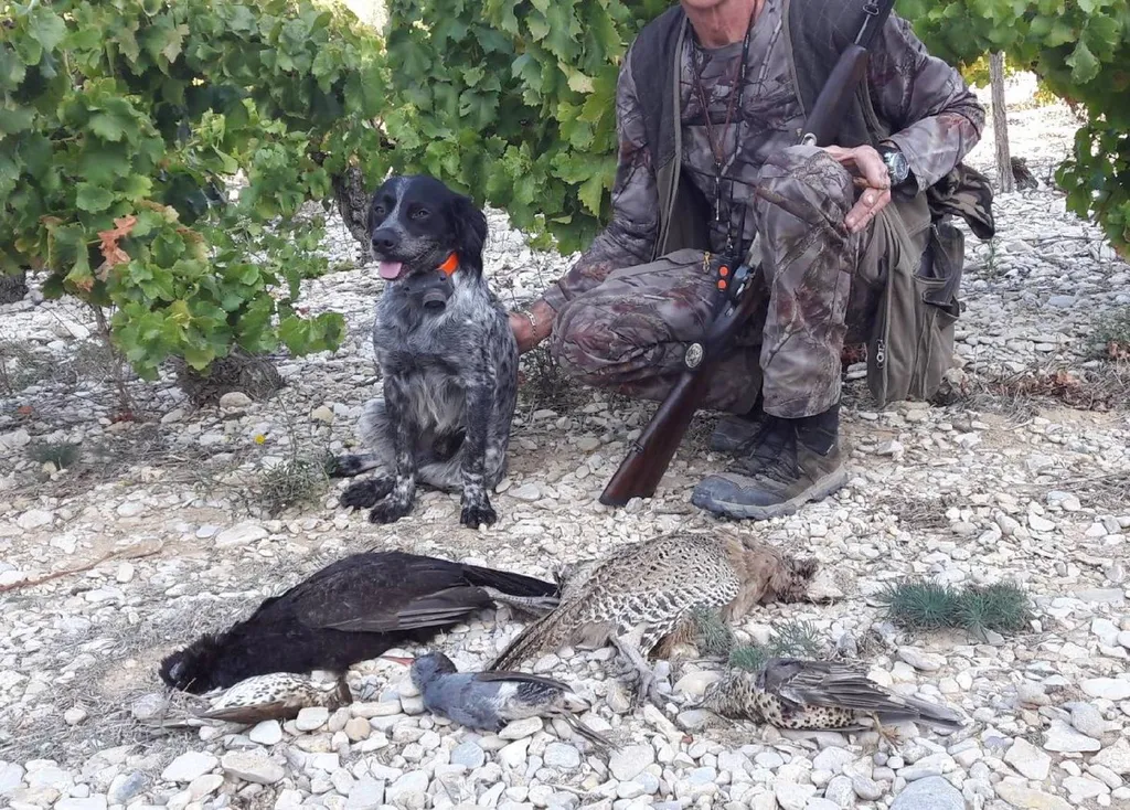 Achat des chiots EPAGNEUL BRETON à Avignon 