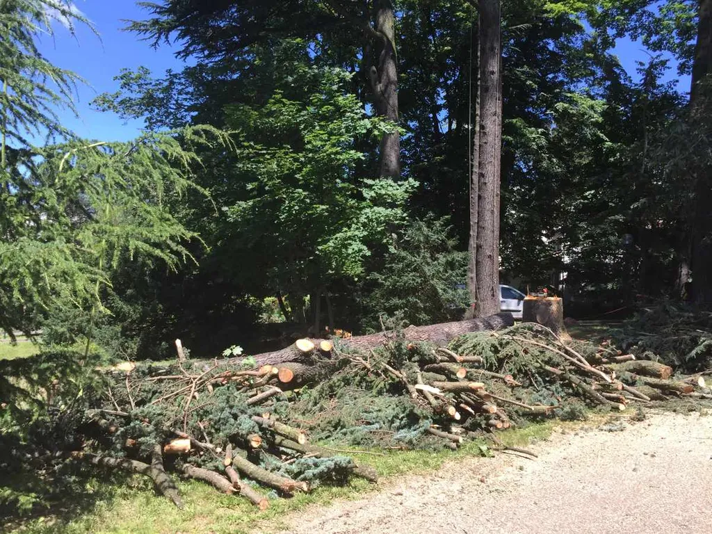 Cèdre foudroyé abattu à Belleville en Beaujolais : tronc et branches au sol après une intervention sécurisée par AEP Paysages.