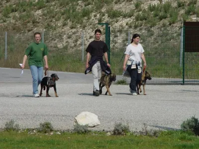 Formation pour l'obtention du permis canin