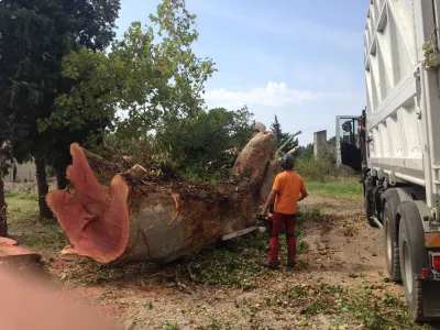 élagueur pour abattre un arbre à Avignon dans le Vaucluse