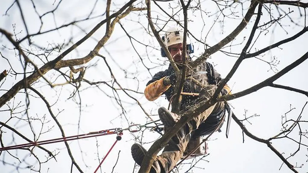Société sérieuse d’élagage pour couper un arbre à Parempuyre