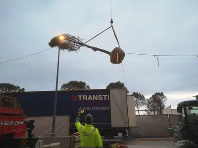 Plantation d'arbres à Monaco
