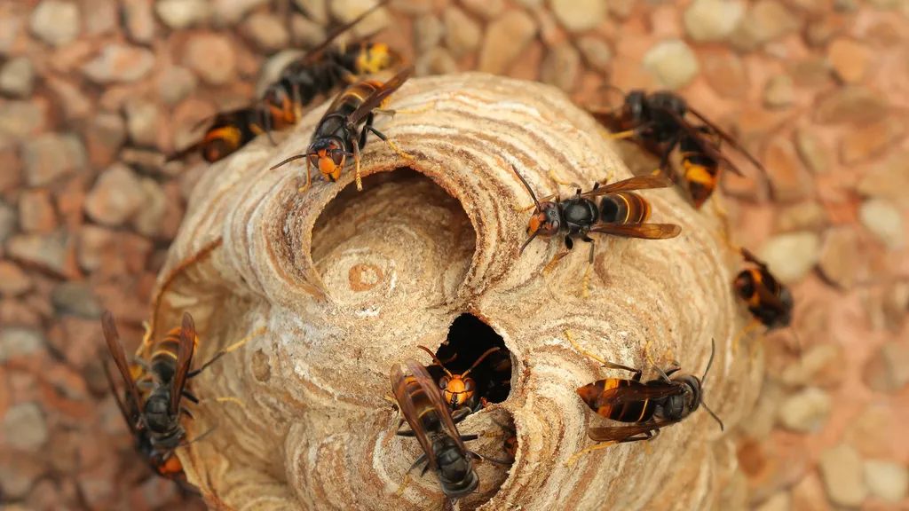 Destruction nid de frelons asiatique