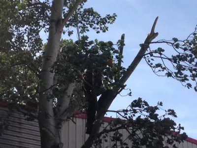 Abattage d'arbres contre un bâtiment industriel sur Avignon
