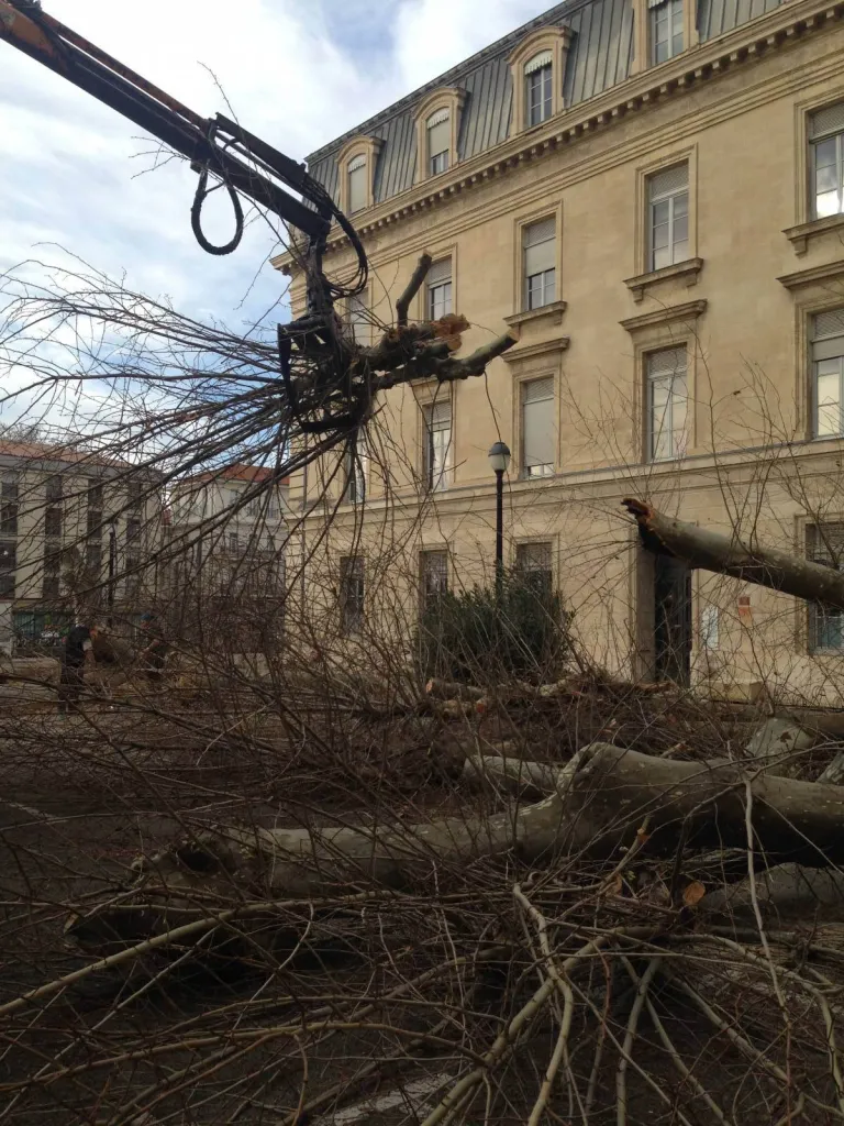 Abattage par démontage de platanes atteints par le chancre coloré à la Cité administrative d'Avignon