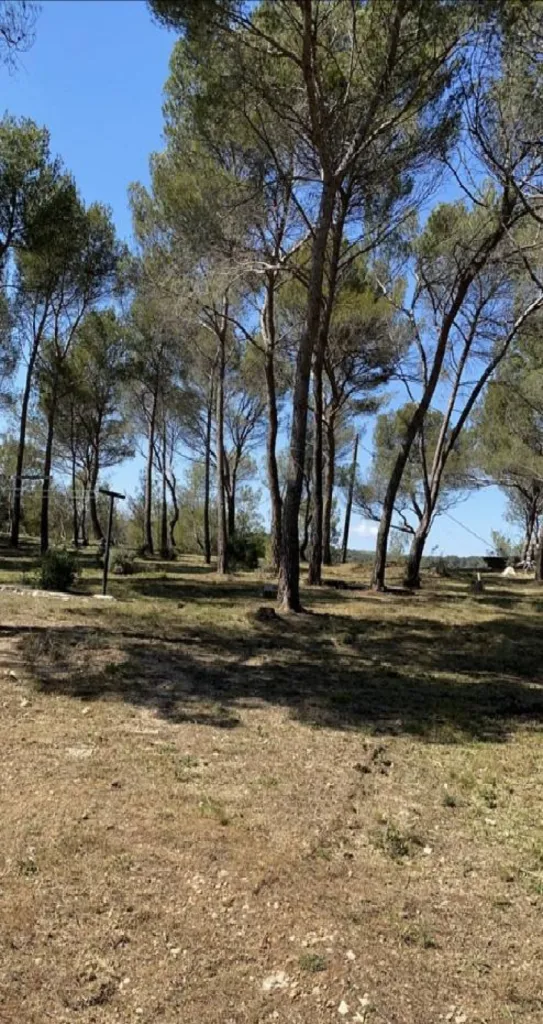 Débroussaillement obligatoire dans une pinède à Ventabren