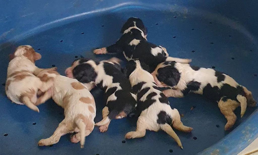 CAVALIER KING CHARLES LOF PACA