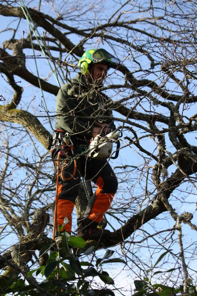 Alexis Anat élagage chêne Le Bouscat