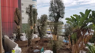 Toiture pendant la plantation olivier multi centenaires à Monaco