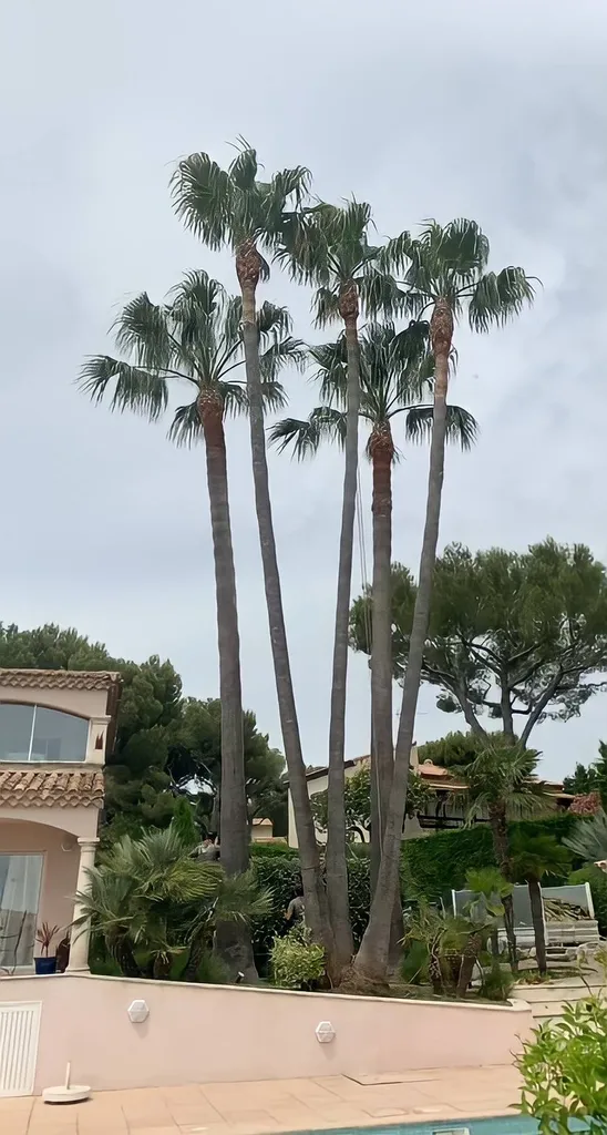 Élagage de palmiers à Carry-le-Rouet, 13620, dans les Bouches-du-Rhône, pour des arbres bien entretenus et sécurisés grâce à notre expertise professionnelle