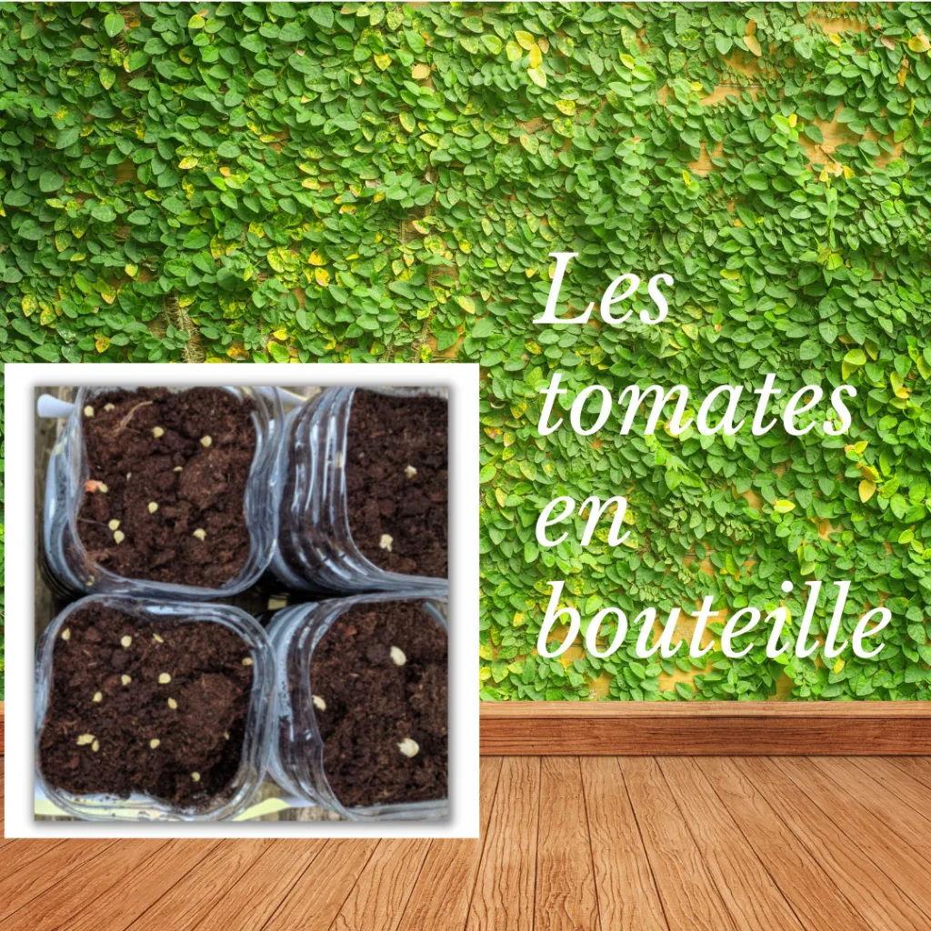 planter des tomates en bouteille