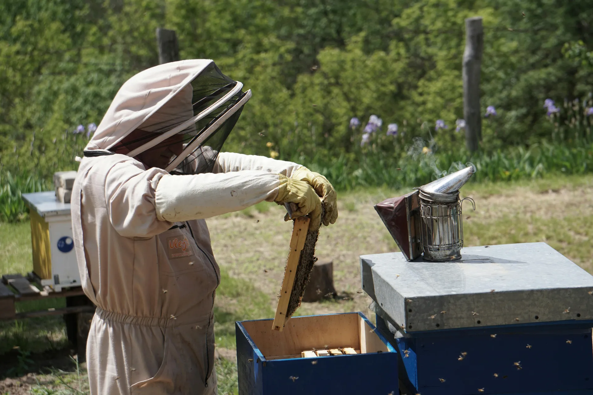 La lutte contre le frelon asiatique au service de l'apiculture. Un nid de frelons à proximité d'une ruche peut décimer une colonie en quelques jours seulement. Cette photo illustre notre savoir-faire : une intervention technique sécurisée.
