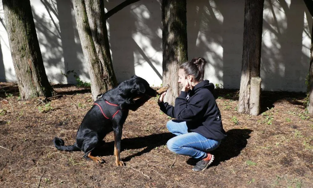 Formation de Comportementaliste canin et éducateur en positif avec son chien sur le Bassin d’Arcachon.