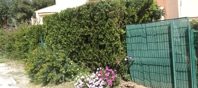 Taille de haie dans le 9ème. 