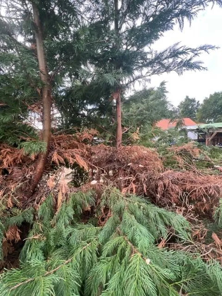 Trouver un jardinier pour rabattre une haie de cyprès à Gastes