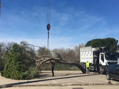 Entreprise d'élagage dans le Gard pour abattre un arbre dangereux