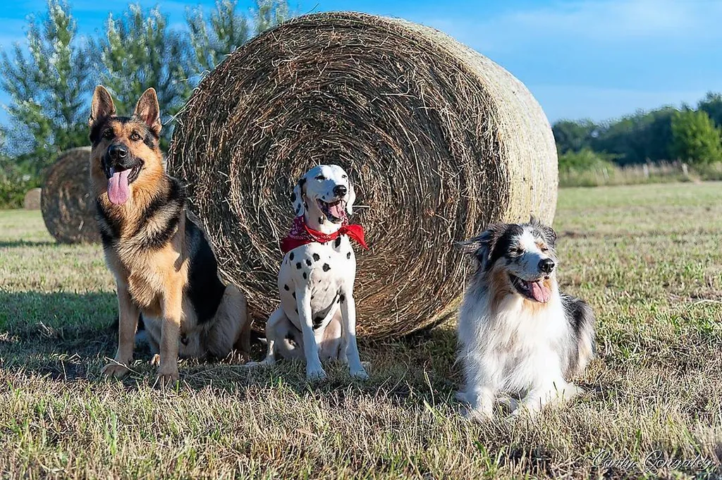 Reconversion professionnelle au métier d’éducateur canin comportementaliste