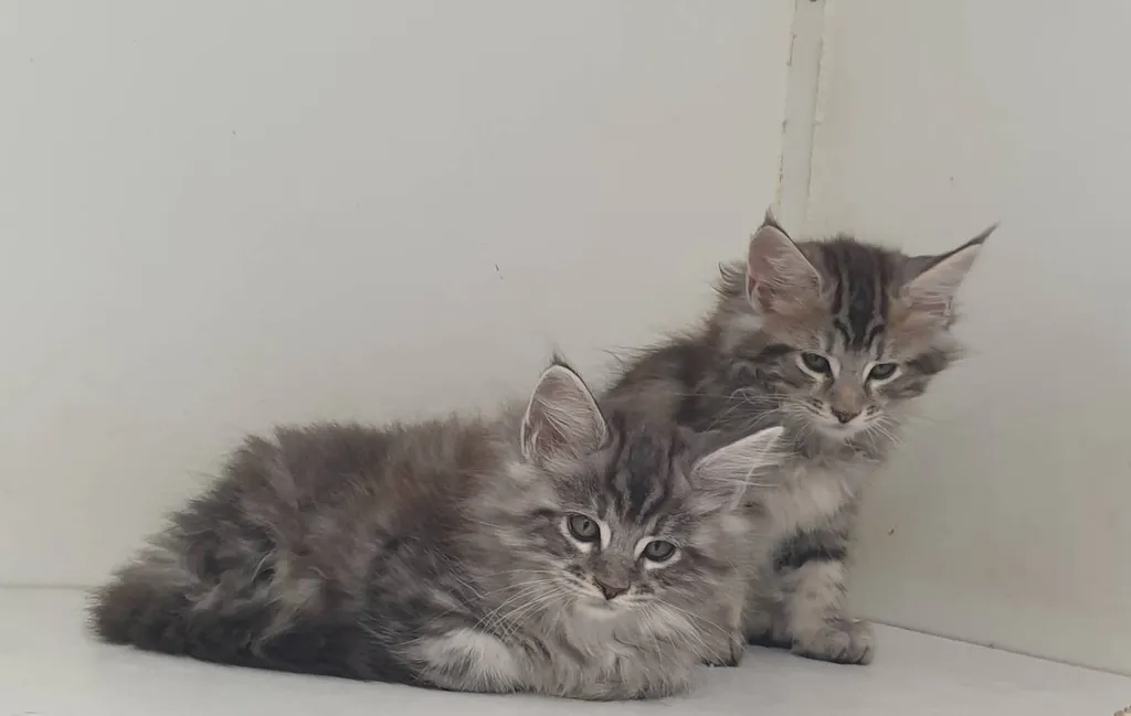 Elevage de chatons MAINE COON inscrit au LOOF dans le Vaucluse