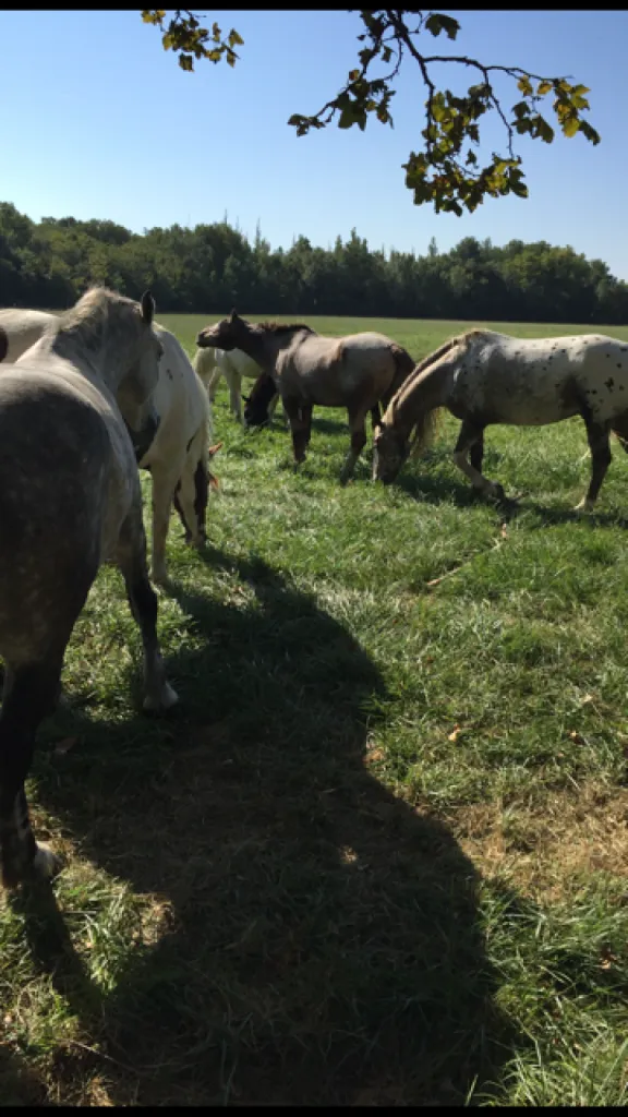 chevaux en camargue 