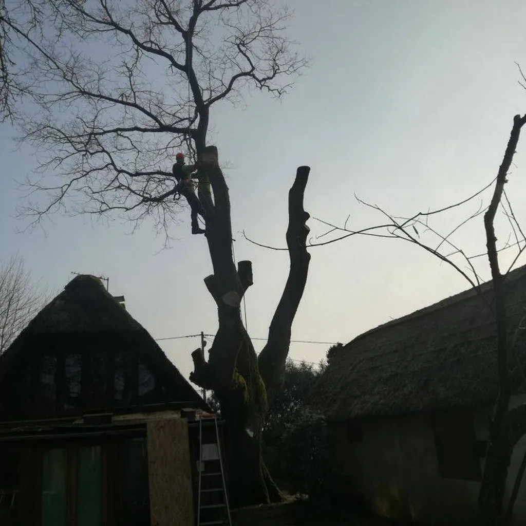 Un élagueur professionnel pour l'élagage et l'abattage d’un arbre dangereux à Eysines en Gironde