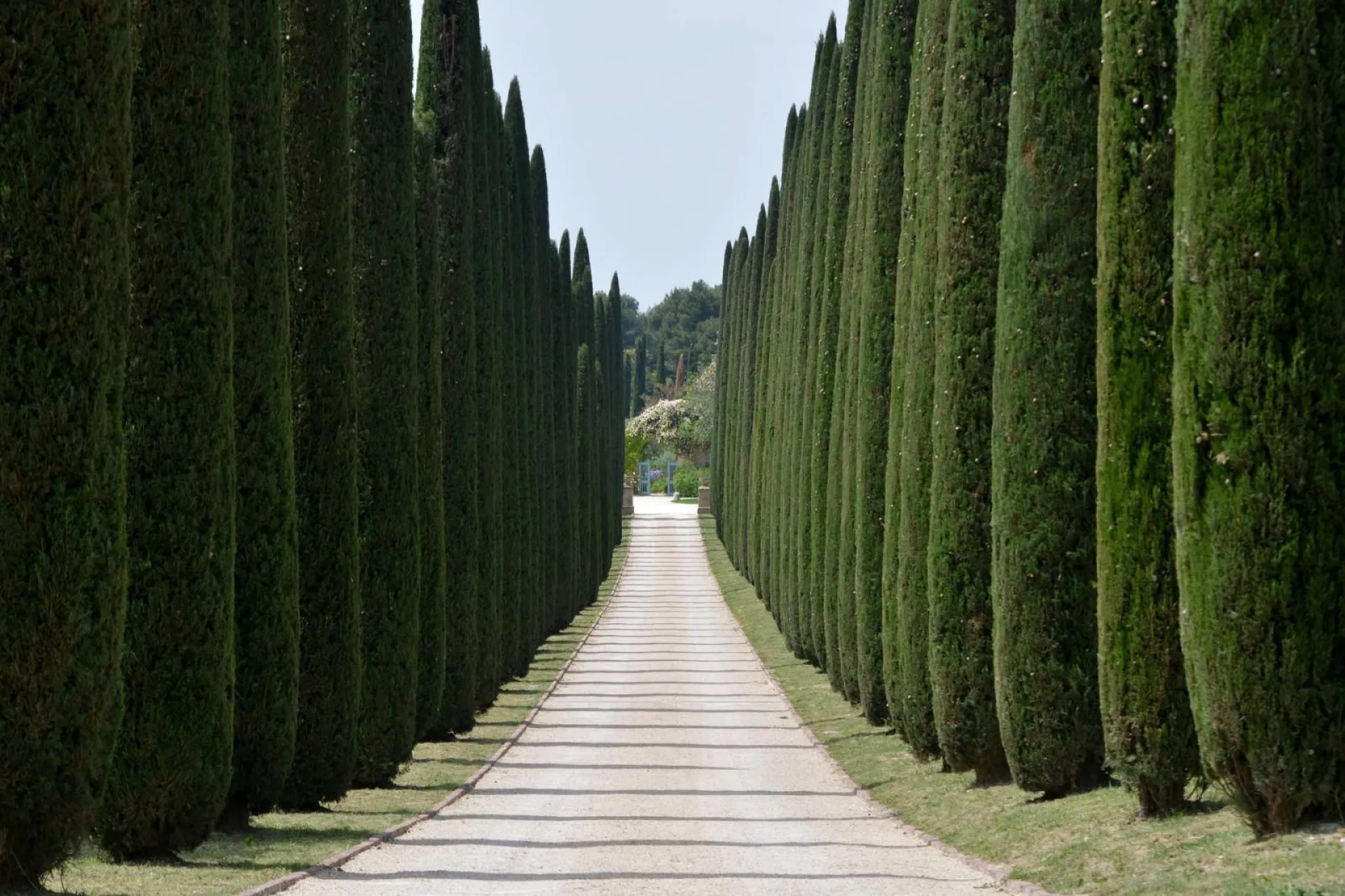 Taille d'une allée de cyprès de Provence dans le Lubéron