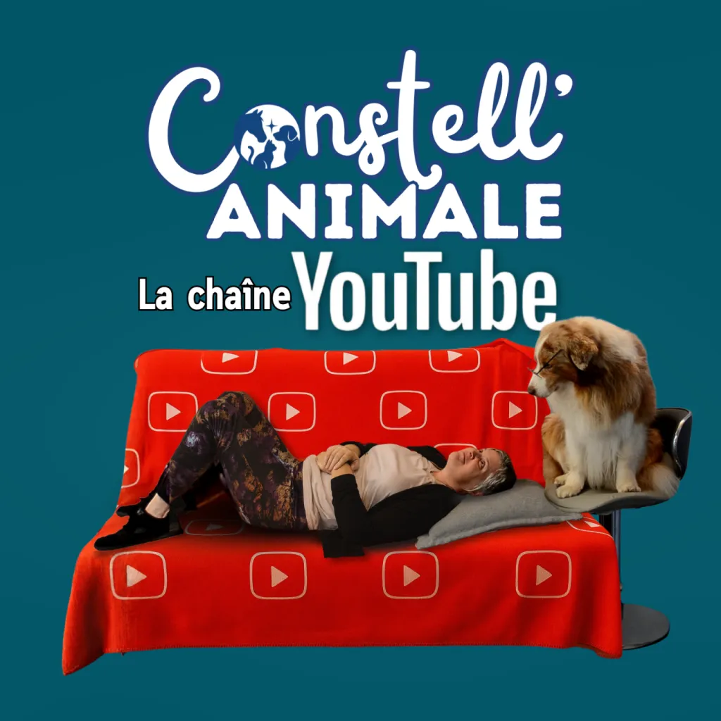Retrouvez des témoignages, des conseils et des news sur la chaîne YouTube de Constell' Animale : @Attentive_a_l_indicible