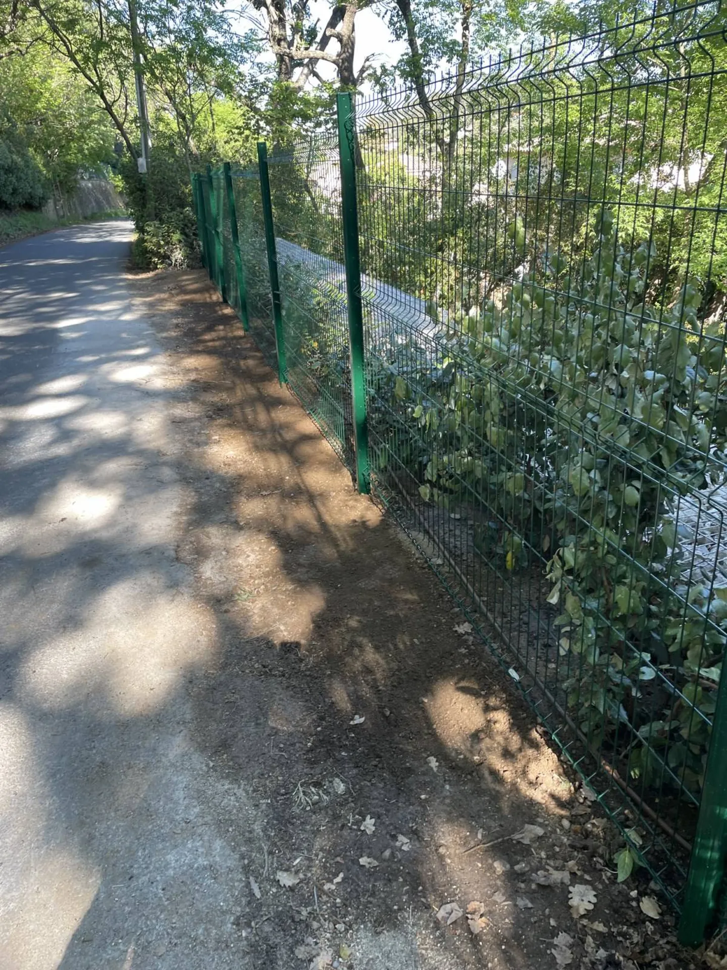 plantation de végétaux devant le mur