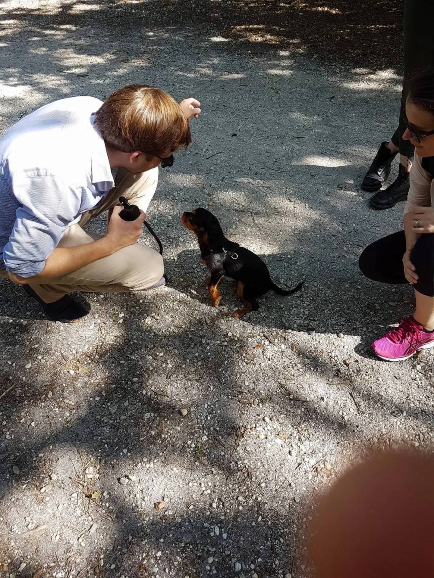 Forfait d'Education Comportemental pour chien dans la Gironde Biganos,