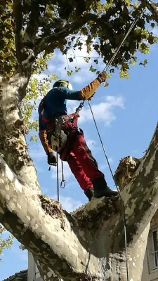 Elagage de grands arbres en hauteur sur la région d'Avignon, Vaucluse et alentours