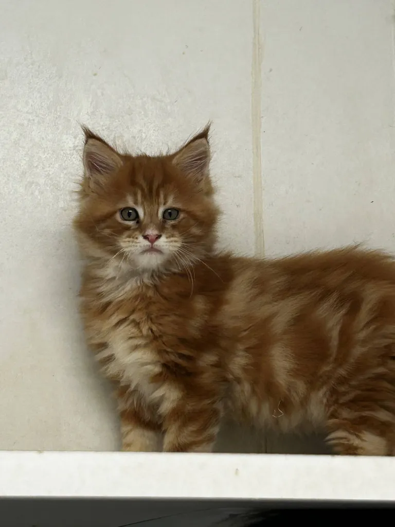 VENTE chatons Mâles et femelles MAÏNE COON LOOF Avignon Vaucluse PACA