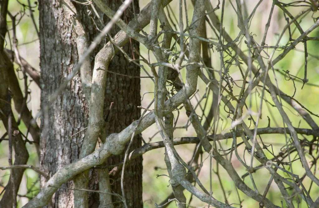 Devis pour le débroussaillage de parcelle de terrain dans le Gard