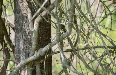 Devis pour le débroussaillage de parcelle de terrain dans le Gard