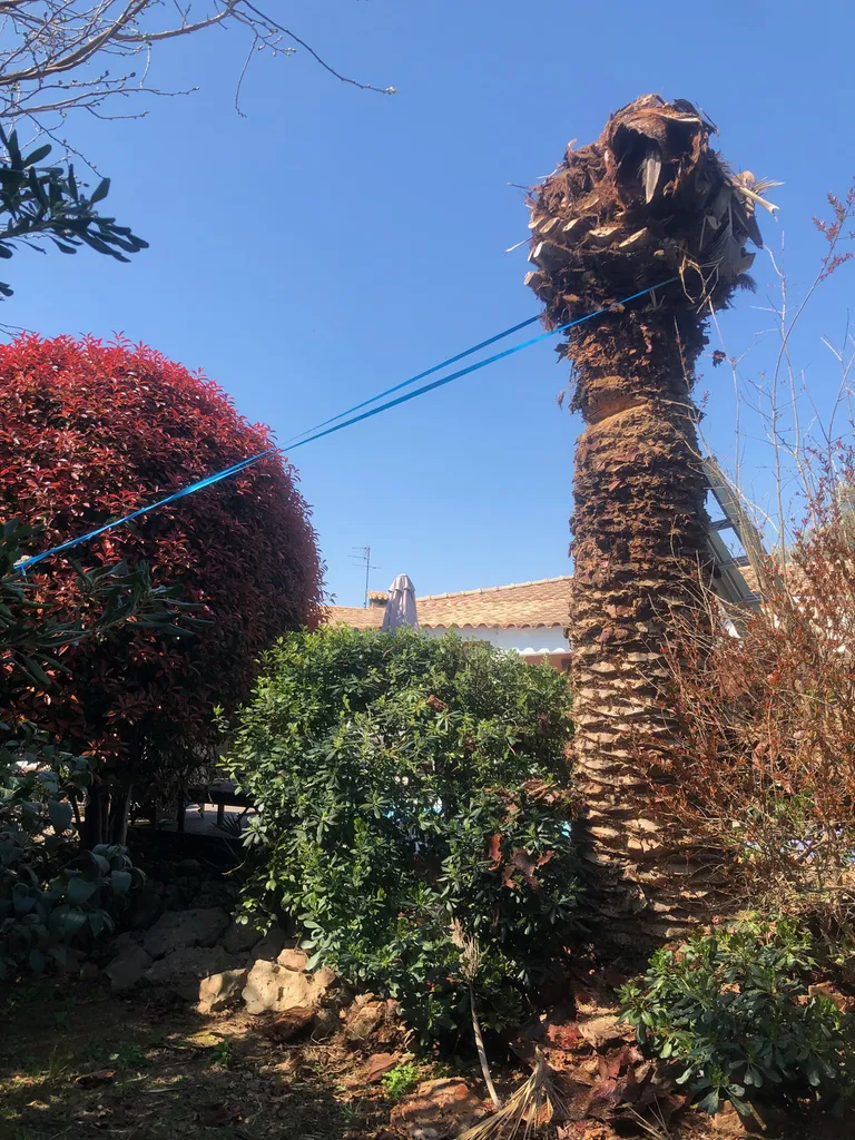 Abattage d’un Phoenix par Les Jardins d’Ailleurs Spécialiste en élagage sur le Bassin de Thau proche de Sète Sete Les Jardins D'Ailleurs