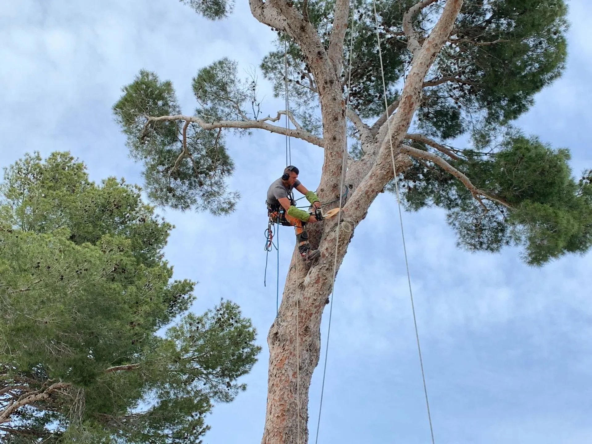 Élagueurs professionnels dans les Alpilles, 13, offrant des services d'élagage précis et sécurisés pour des arbres en pleine forme