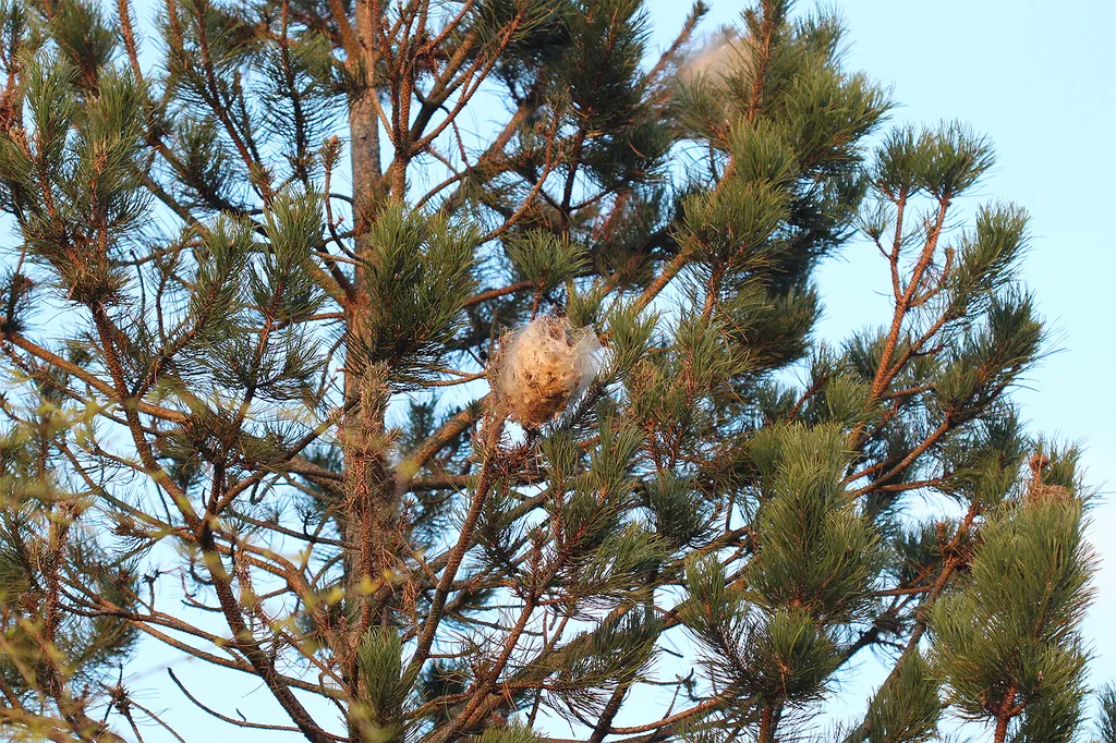 Spécialiste de la désinsectisation des insectes volants et rampants, dératisation et le traitement des bois oeuvrés à Craponne sur Arzon