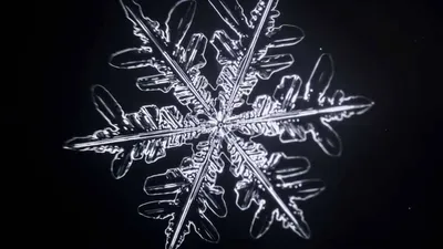 Transport en location pour marchandise frigo