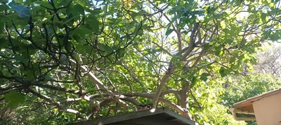 Élagage d'un acacia et d'un figuier à Marseille 13007